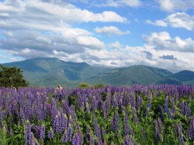 Fields of lupine reddit