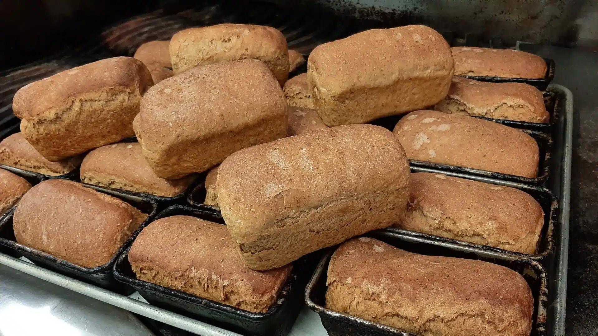 several small loaves of oatmeal molasses bread in baking pans