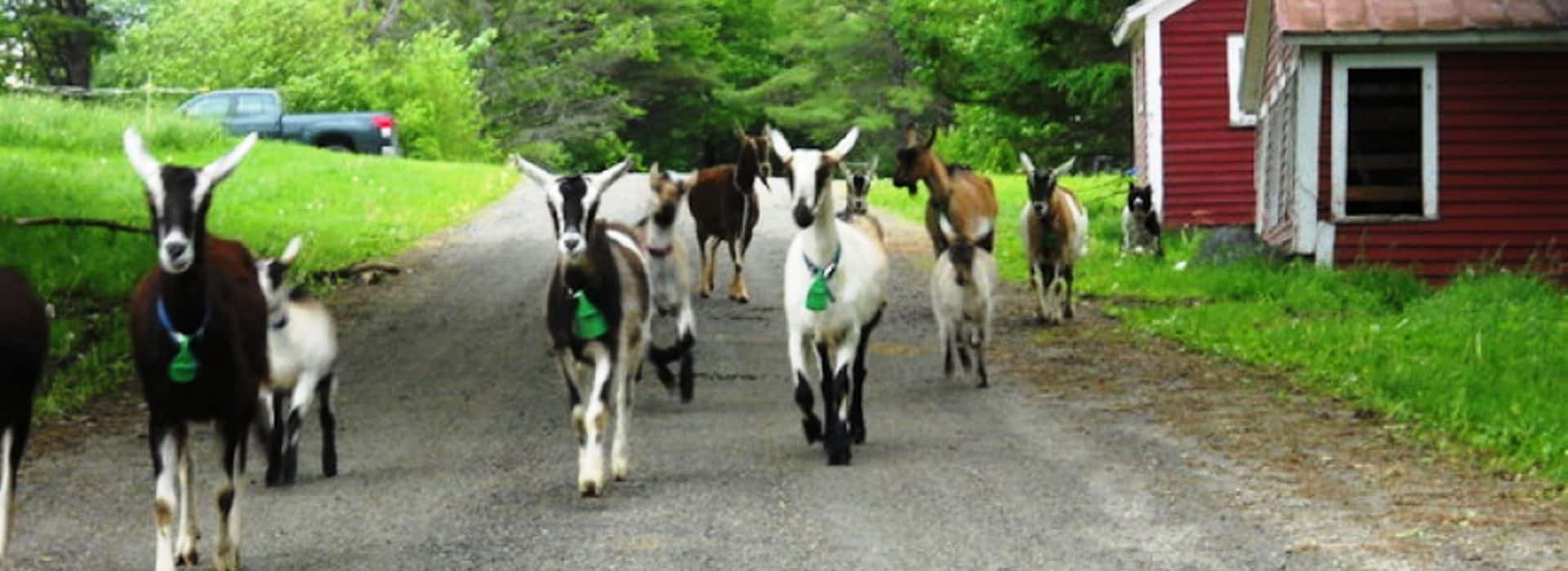 A group of goats walking down a country road near a red barn