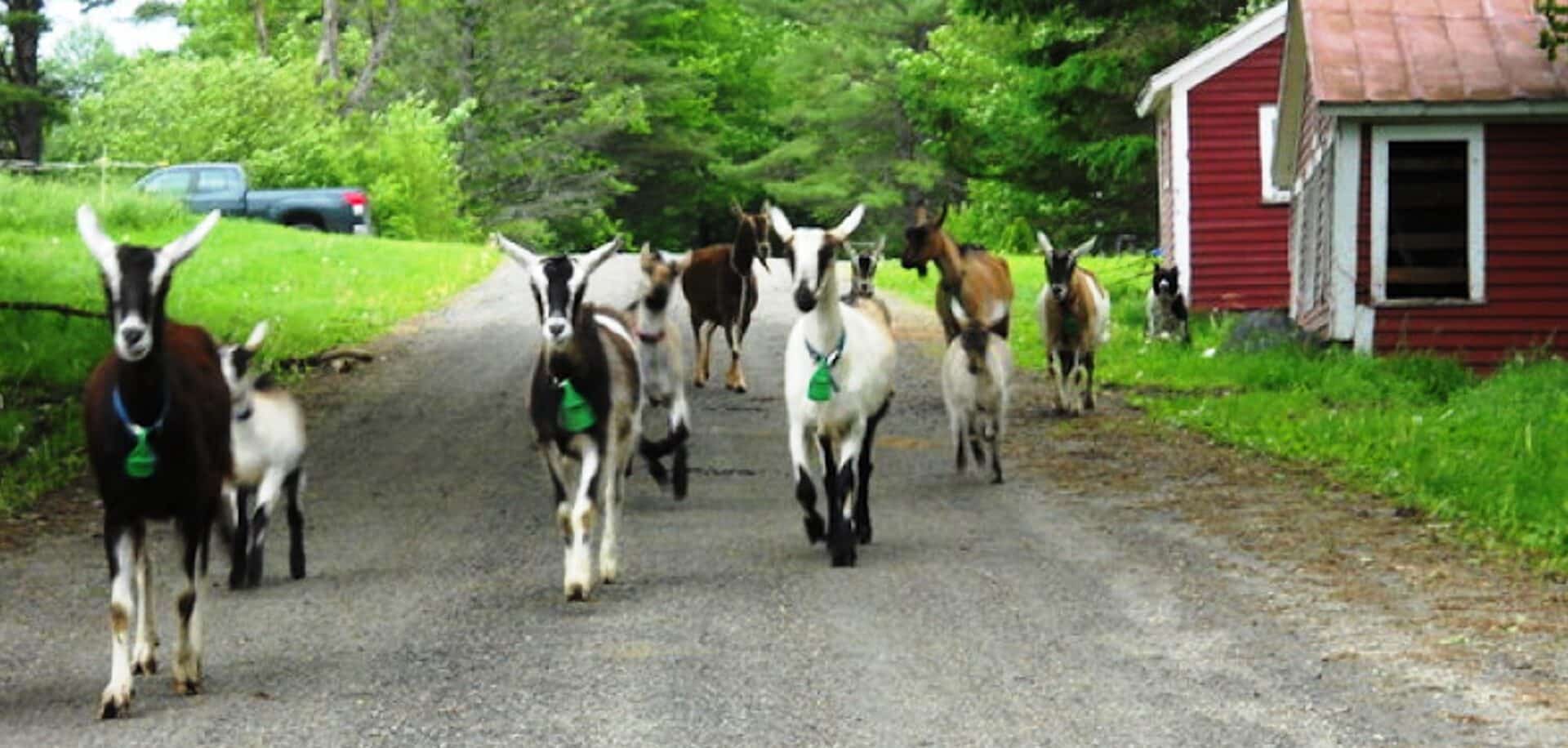 A group of goats walking down a country road near a red barn