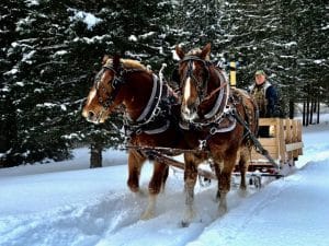 man driving a two horse sleigh in the snowy forest