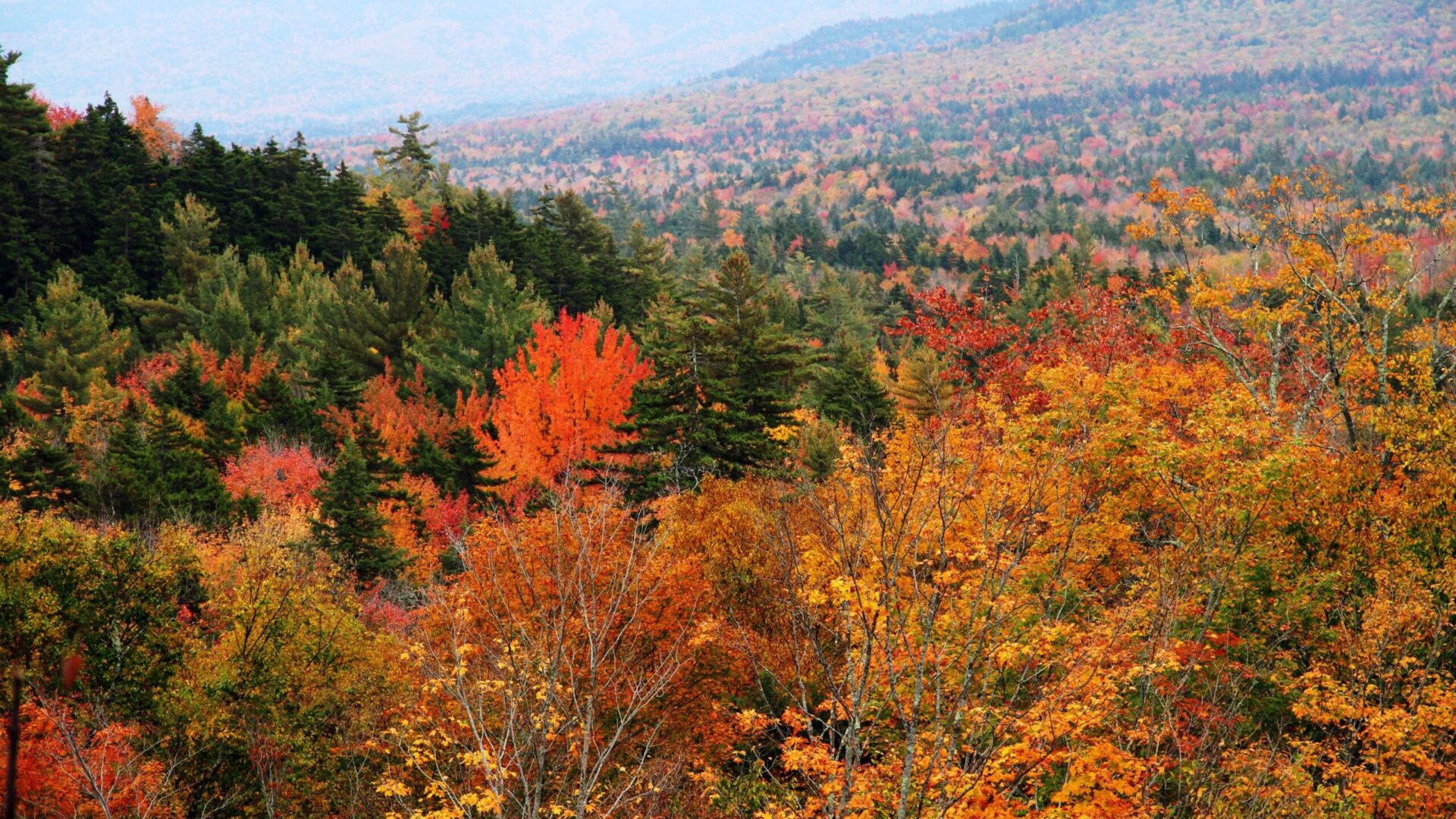 colorful fall leaves in the mountains of new hampshire|green