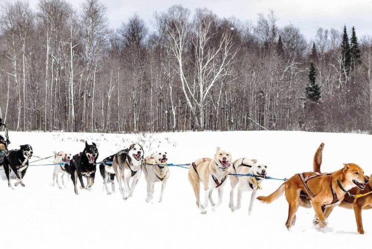 Brown, white, gray, and black dogs mushing in the snow pulling a sled with winter trees in the background