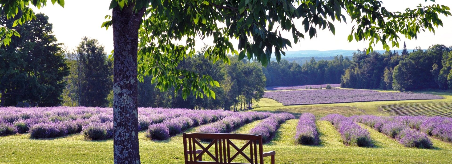 rows of lavender at the bleu lavande lavender farm Canada near Rabbit Hill Inn|woman giving massage at Bleu Lavande Lavender Farm near Rabbit Hill Inn