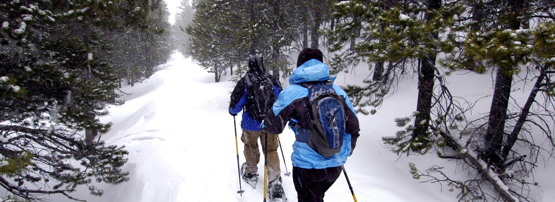 Two people snowshoeing on a path through tall evergreen trees in the snow