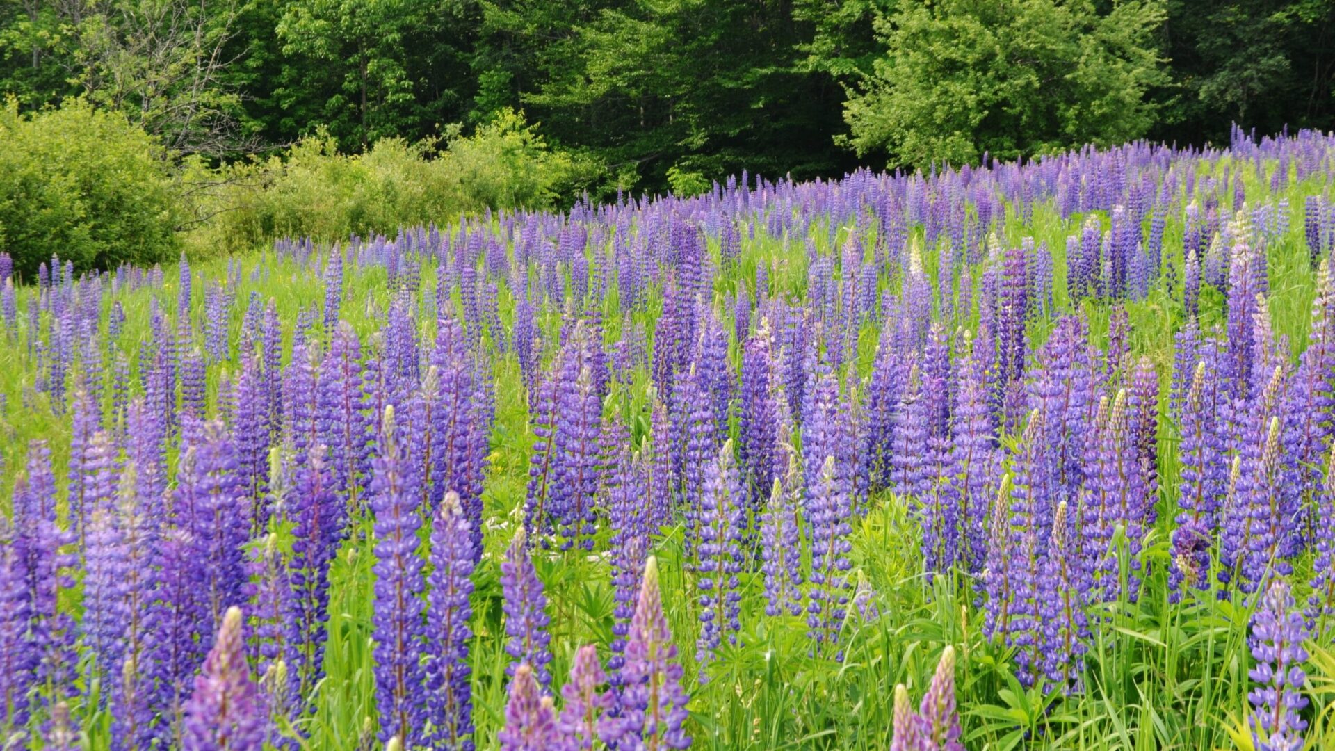 lupine fields