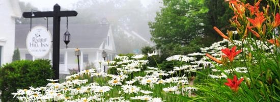 Close up view of flower garden with white daisies and orange lilies with Rabbit HIll Inn sign in the background